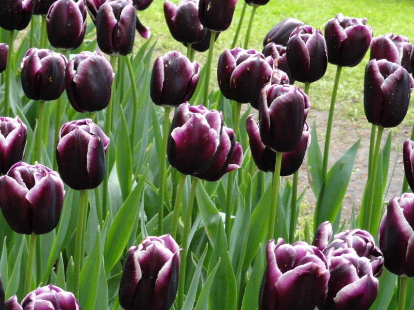 Keukenhof: Flower Fields Small-Group Cultural Bike Tour - The ride itself: easy enough, but not effortless
