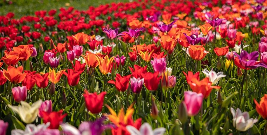 Keukenhof: Flower Fields Small-Group Cultural Bike Tour - The guide makes the difference