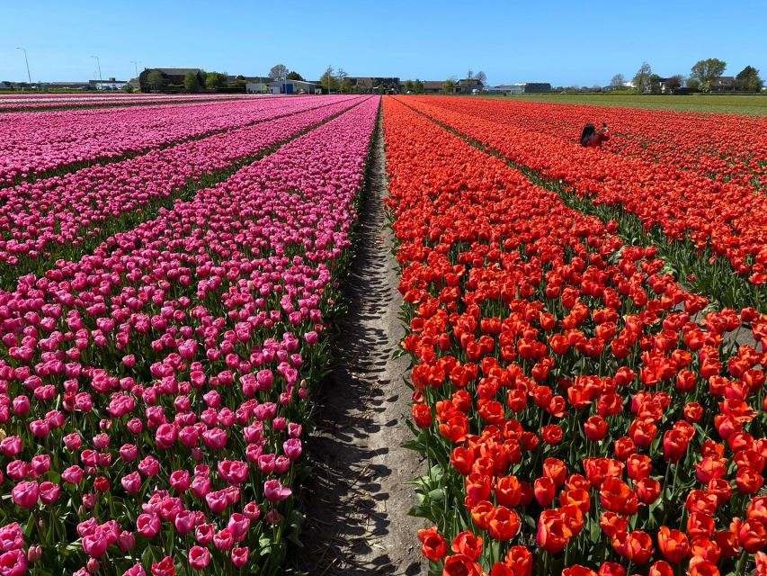 Lisse: Enjoy the Tulip Fields by Bike with a Local Guide! - Practical details before you book