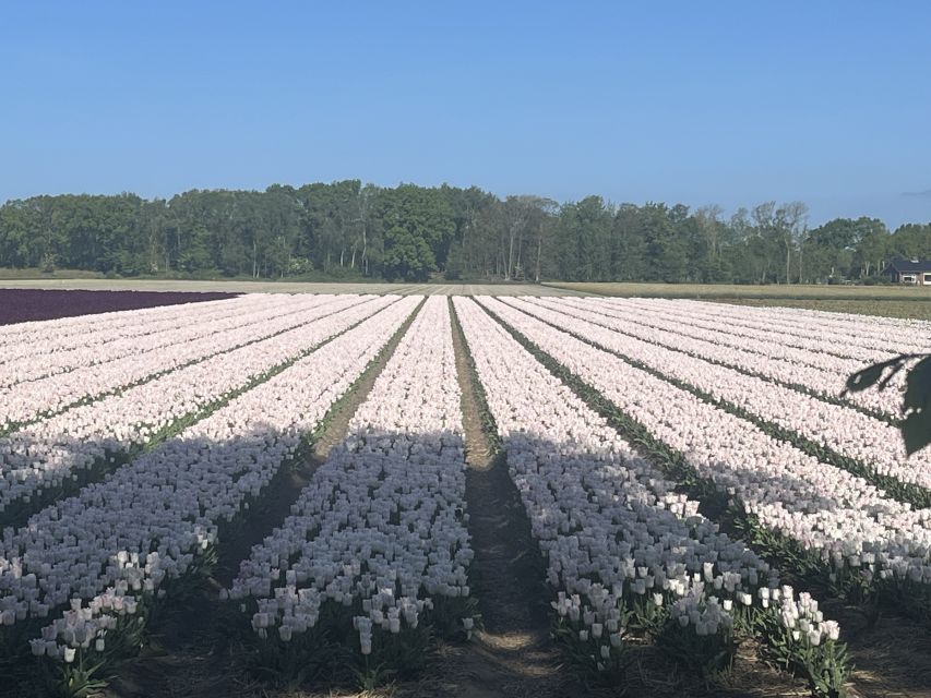 Lisse: Enjoy the Tulip Fields by Bike with a Local Guide! - The tulip farm stop and show garden