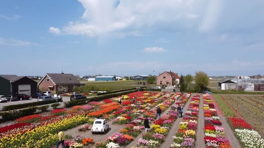 Lisse: Enjoy the Tulip Fields by Bike with a Local Guide! - The $58 price and what it covers