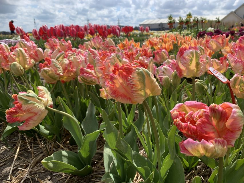Lisse: Enjoy the Tulip Fields by Bike with a Local Guide! - Getting to Restaurant Hanami in Lisse