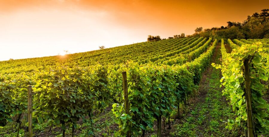 Lucca: Guided E-Bike and Wine Tour - The guides make a real difference