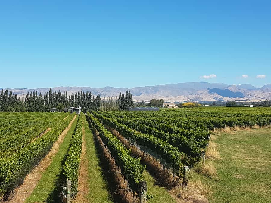 Marlborough: Half Guided and Half Self-Guided Bike Wine Tour - Who should book this wine bike tour?
