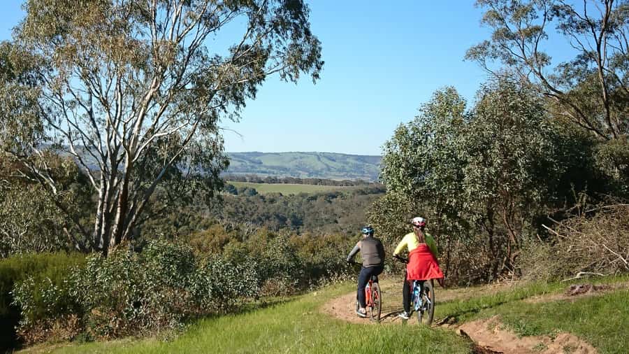 Mclaren Vale Hills Vines and Wines Bike Tour from Adelaide - Timing, value, and practical details
