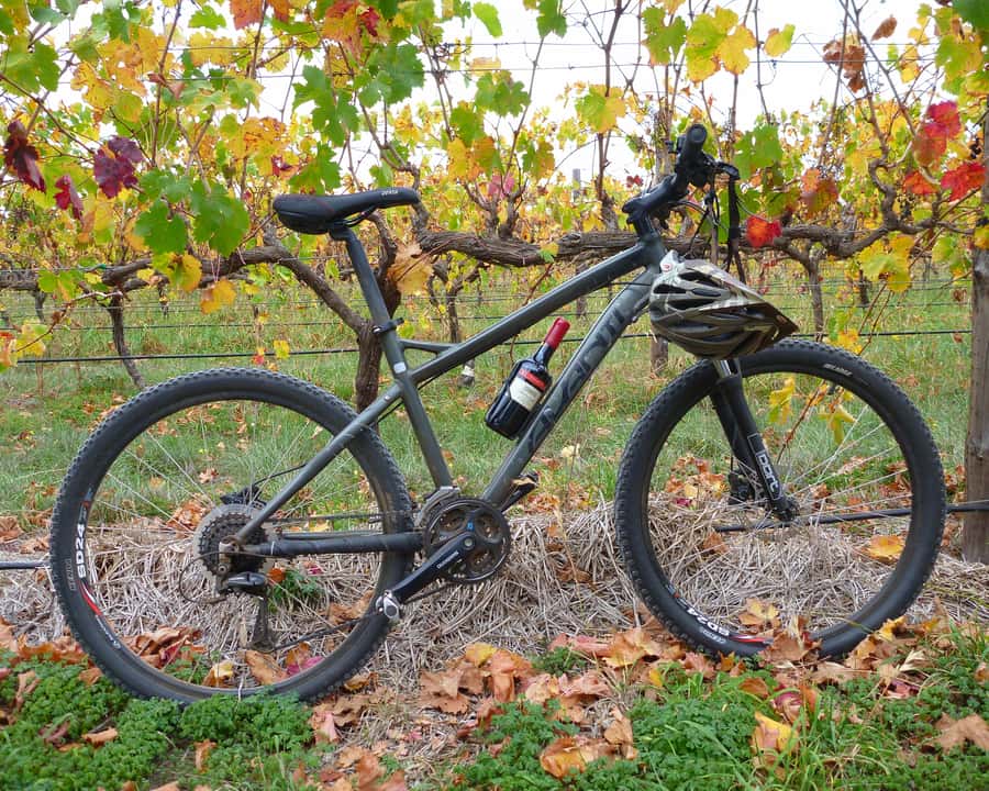 Mclaren Vale Hills Vines and Wines Bike Tour from Adelaide - From Adelaide to the trees of Kuitpo Forest
