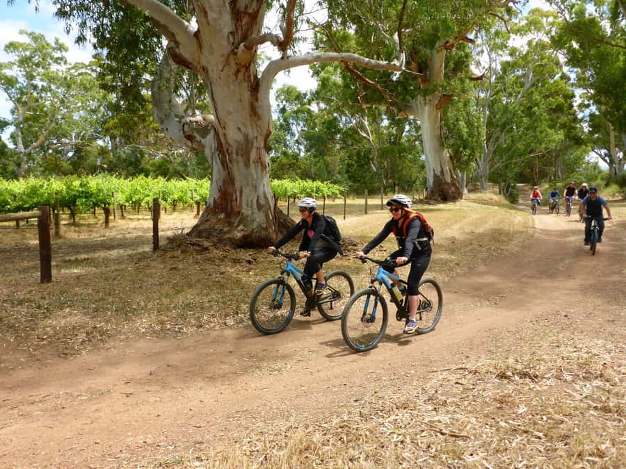 Mclaren Vale Hills Vines and Wines Bike Tour from Adelaide - A local platter for lunch