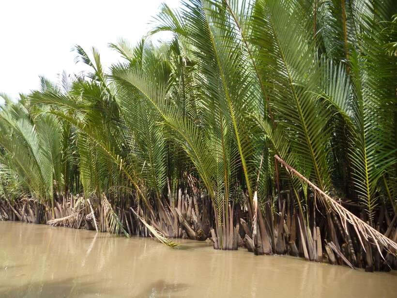 Mekong Day Tour by Car:Cai Be market, Local Island & Cycling - Should you book this Mekong Delta tour?