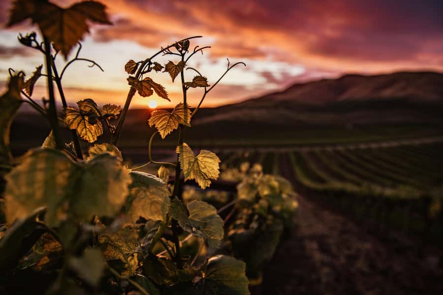 Napier: Art Deco Bike Ride and Wineries Loop - Who will enjoy this route most