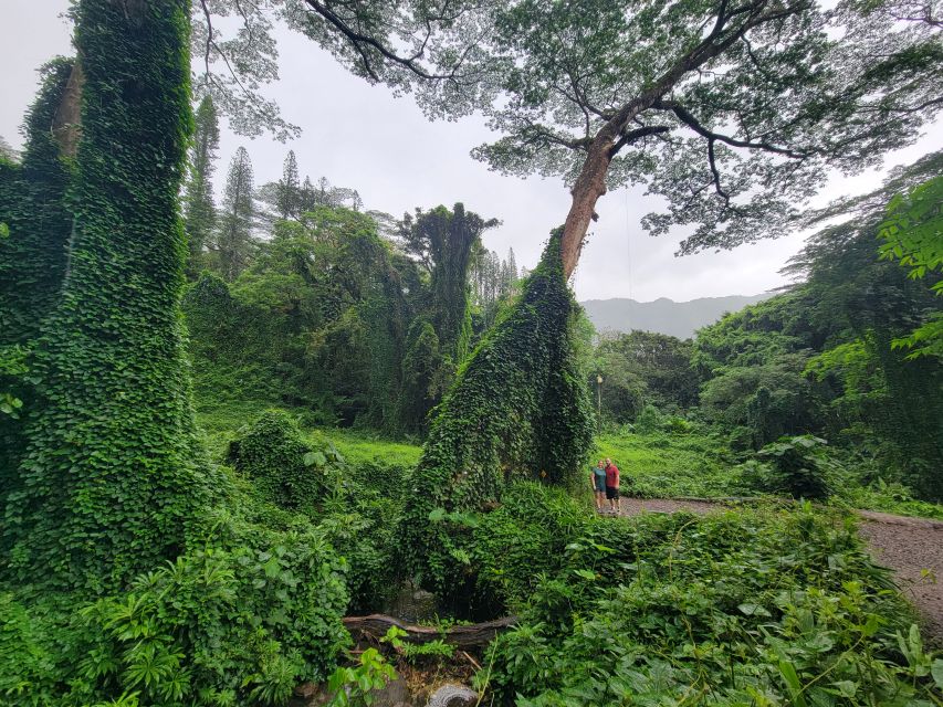 Oahu: Waikiki E-Bike Ride and Manoa Falls Hike - What the e-bike changes