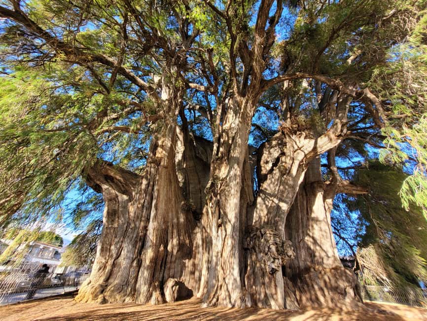 Oaxaca: Guided Bike Tour to the Largest Tree in the World - Key points to know before booking