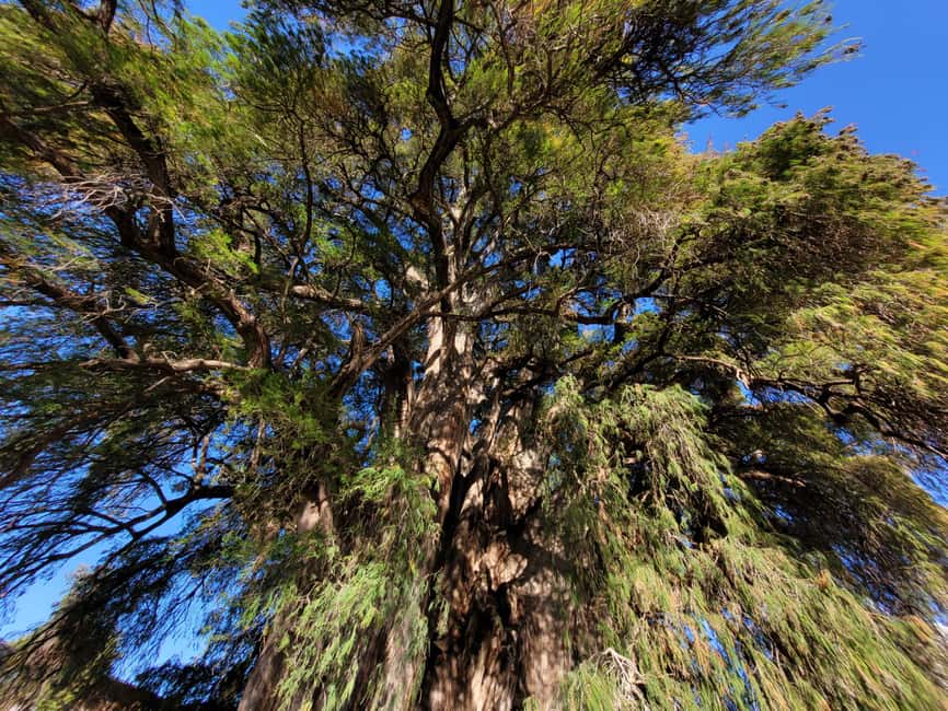 Oaxaca: Guided Bike Tour to the Largest Tree in the World - Meeting El Tule, the world’s widest tree