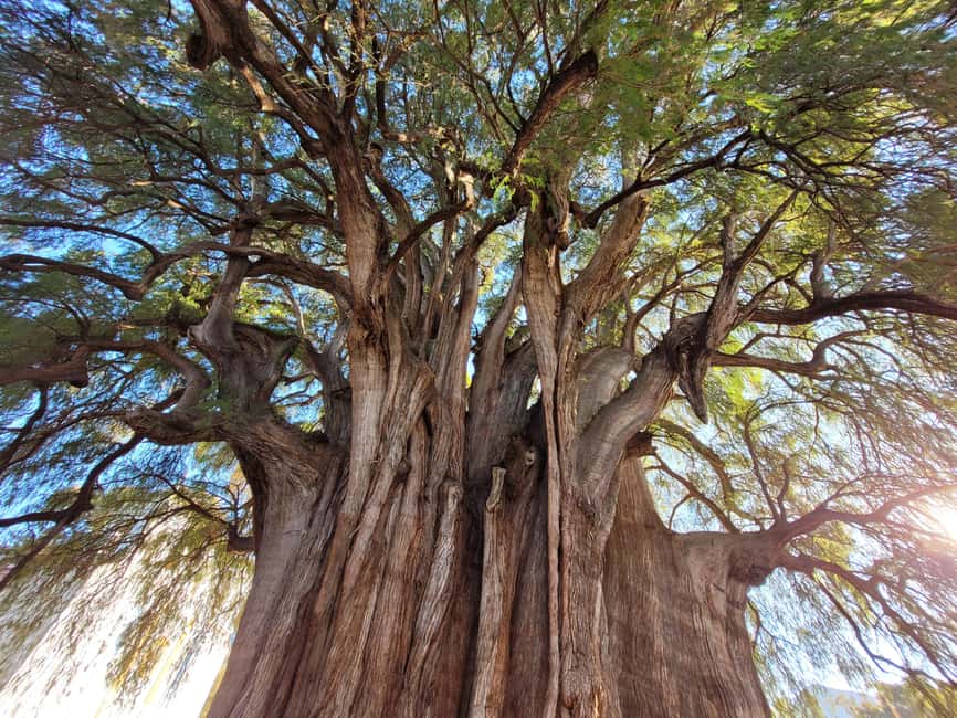 Oaxaca: Guided Bike Tour to the Largest Tree in the World - Timing, language, and booking flexibility