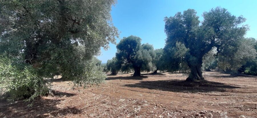 Ostuni: Guided e-bike tour + countryside tasting stop - What the $55 price really covers