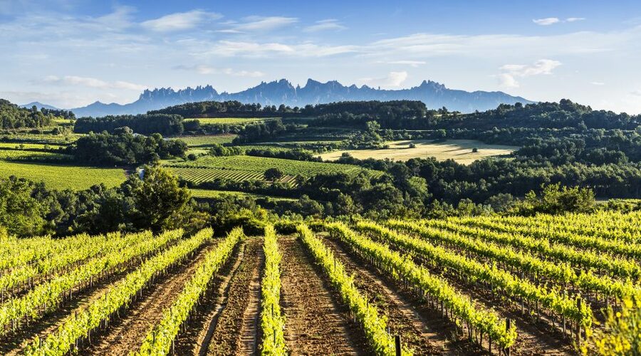 Penedès/BCN: Self-Guided eBike Tour with guided Winery Visit - What the $77 price really covers