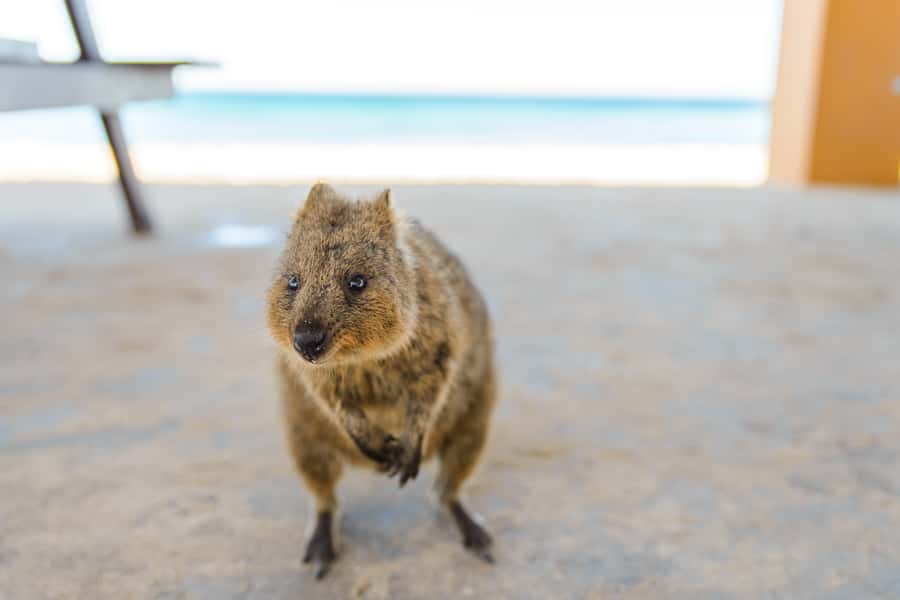 Perth: Rottnest Island Ferry, Bike, Coffee & Lobster Roll - Three trails and 63 beaches to choose from