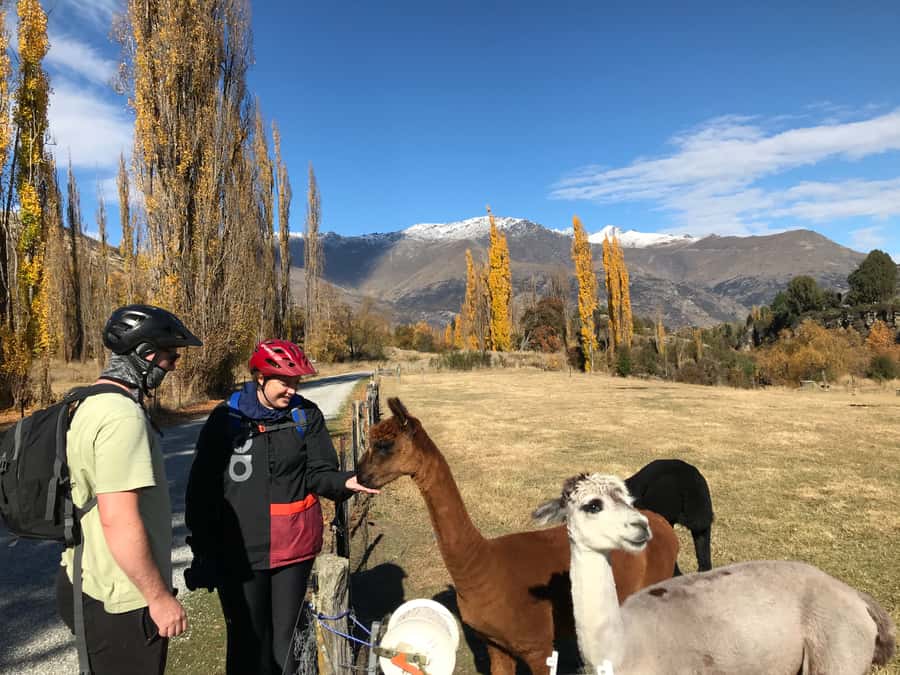 Queenstown: Guided E-Bike Tour with Winery Visits & Tastings - Starting near Frankton and getting fitted out