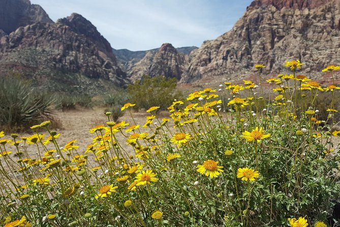 Red Rock Canyon eBike Half-Day Tour - Pickup, meeting point, and group size