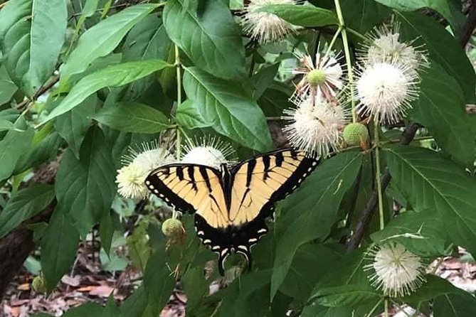 Saint Petersburg Preserve Bike Tour - Weather, cancellations, and timing