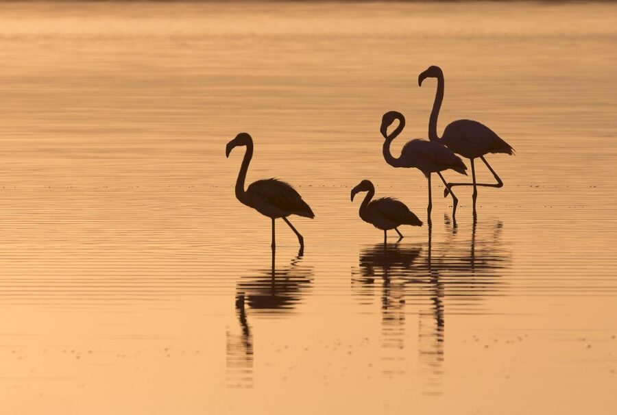Sant'Antioco: Guided E-Bike Excursion at Sunset - Who should choose this Sant’Antioco tour?