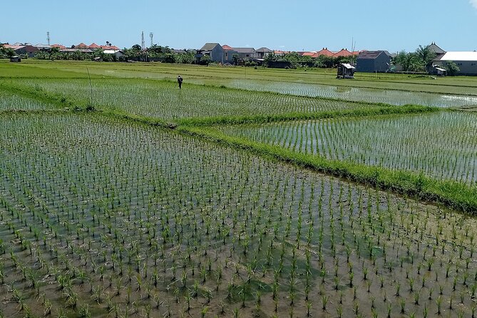 Sanur Village E-bike Tour: Family-Friendly Adventure - Mangroves, crabs, and a quiet temple