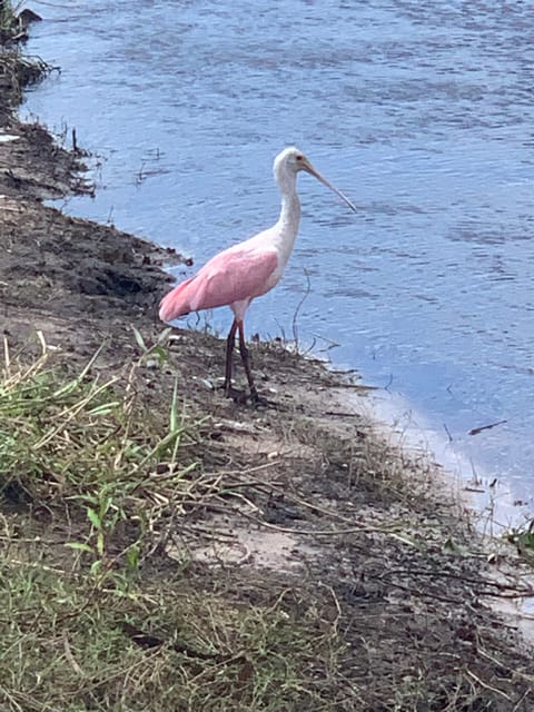 Sarasota: Myakka State Park E-bike Safari Experience - Who should book this Myakka tour