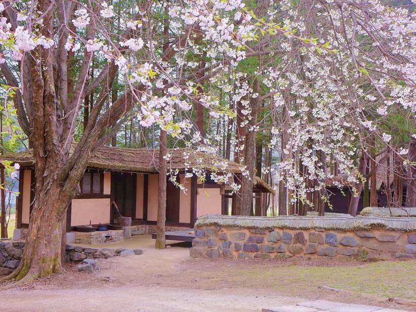 Seoul: Alpaca, Nami, Morning Calm or Eobi (+Rail Bike) - Key things to know before booking