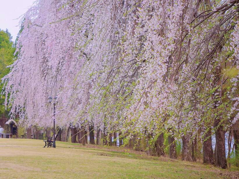 Seoul: Alpaca, Nami, Morning Calm or Eobi (+Rail Bike) - The guide can shape the whole day
