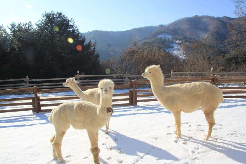 Seoul: Alpaca, Nami, Morning Calm or Eobi (+Rail Bike) - Why this day trip works for a first look at Gangwon Province