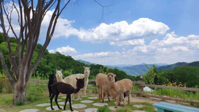 Alpaca, Nami, Morning Calm or Eobi (+Rail Bike)