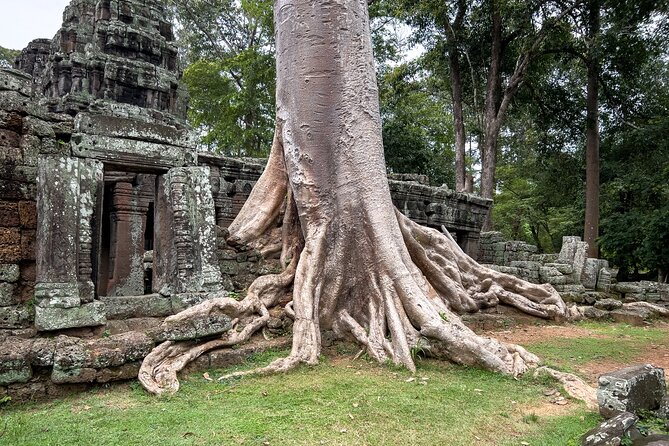 Siem Reap: Angkor Wat Sunrise Bike Tour & Jungle Breakfast - Ta Prohm and the trees in the ruins