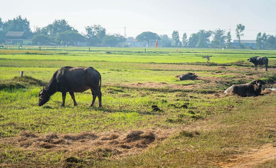 Siem Reap: Guided Countryside Bike Tour - Why this ride is a smart break from the temples