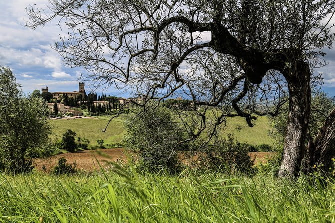 Tuscany E-Bike Tour: from Florence to Chianti with lunch and tastings - The Diadema Wine & EVO olive-oil stop