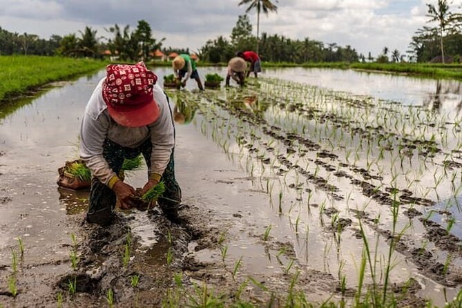Ubud: Downhill Cycling with Volcano, Rice Terraces, and Meal - Meeting local families without losing the human touch