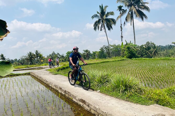 Ubud eBikes Tour to Tegallalang Rice Terrace - Rice fields before the main Tegallalang stop