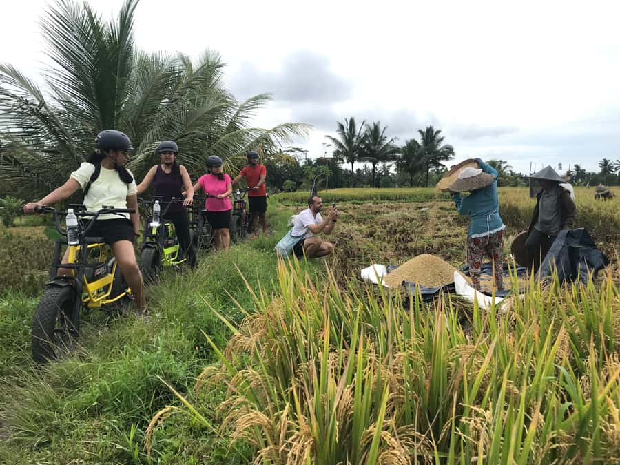 Ubud: Rice Terraces & Villages Half-Day Fat Tire E-Bike Tour - Rolling through Jalan Cinta’s rice fields